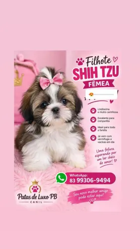 Venha de Shitzu Fêmea