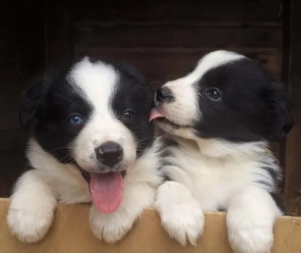 A raça mais inteligente: Border collie - filhotes aqui 