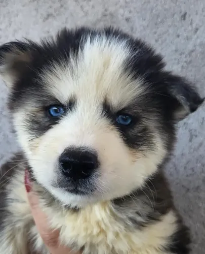Husky lobo 