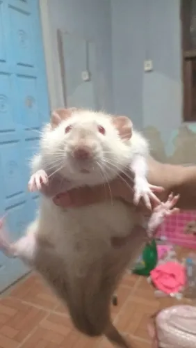 Doação rato twister 