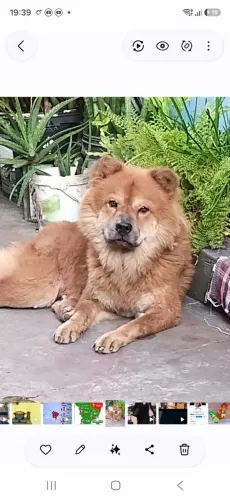 Doa-se um chow chow