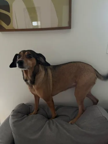 vira lata pra adoção 