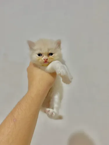 Gatinho Persa (Puro)