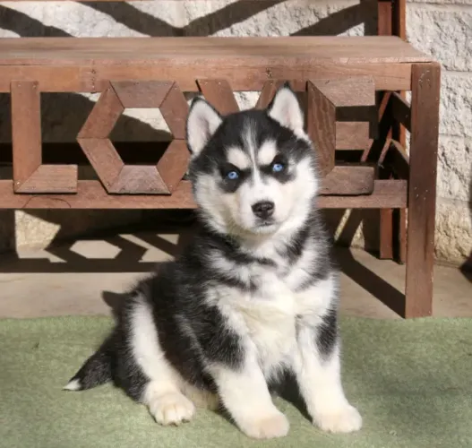 Husky Siberiano lindíssimos com olhos incríveis! Chama no WhatsApp para mais informações.