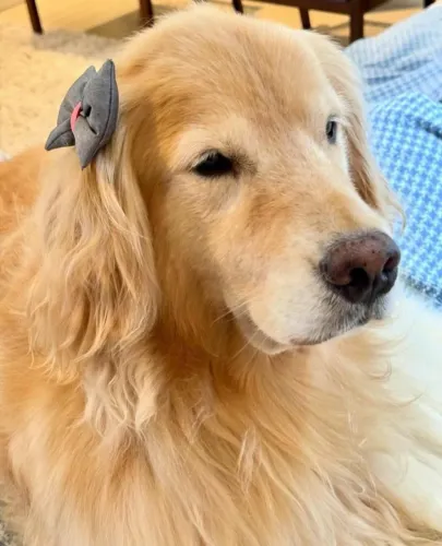 Golden retriever filhote lindos 