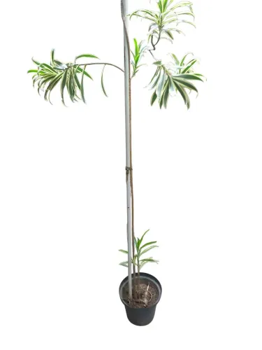 Planta amarelo com verde 