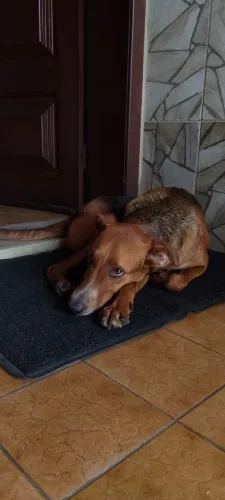 Doação cachorro