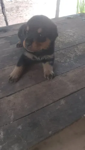 ? Filhotes de Rottweiler Puro Disponíveis ?