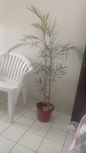 Planta a venda