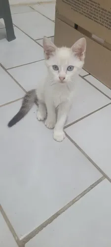 Gatinhas disponíveis para adoção 