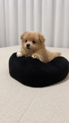 Fêmea Lulu da pomerania