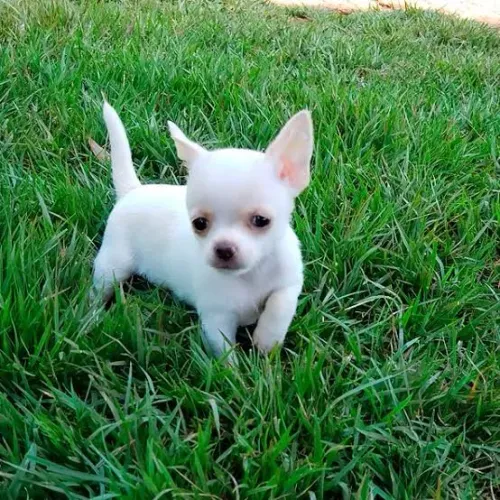 Chihuahua 50 dias