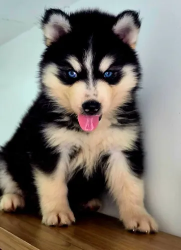 Husky Siberiano disponíveis (Trabalhamos com todas raças e enviamos para todo Brasil)