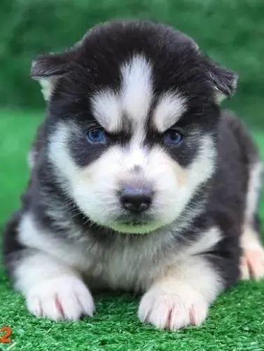 Husky siberiano filhotes