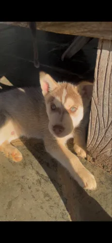 Husky siberiano 
