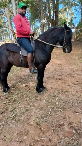 Cavalo com premiação em pista garanhao