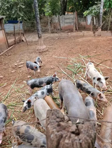 Porcos