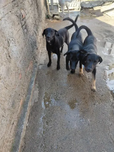 Doação de filhotes de cachorro