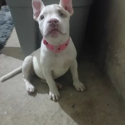 Vende-se filhote de pitbull staffordshire com apbt 