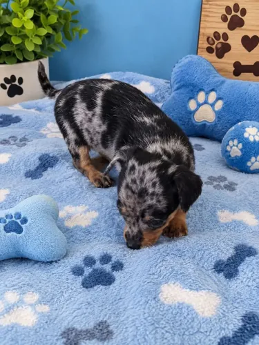 Pinscher miniatura arlequim 