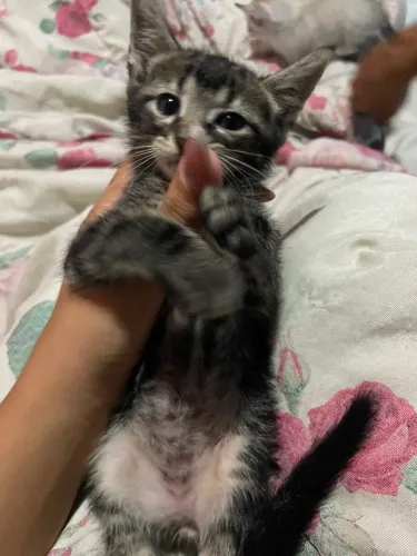 Doação Gatos