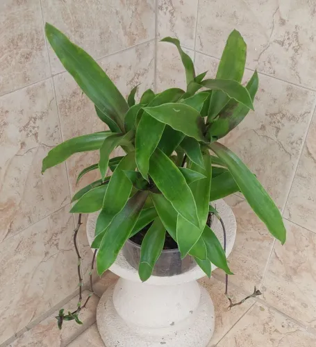 Vendo