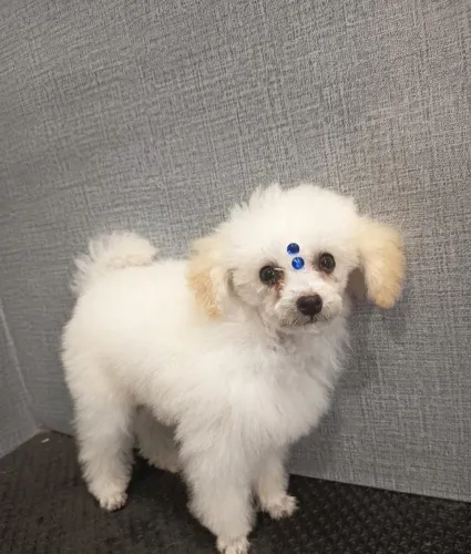 Poodle macho