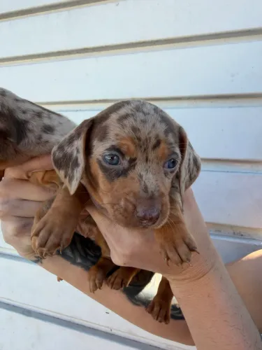 Basset Alerquim mofadinho choco/merle exóticos 