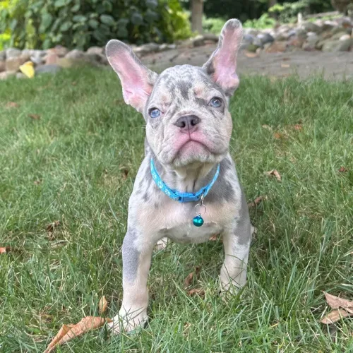 BullDog Francês: Charmoso por opção