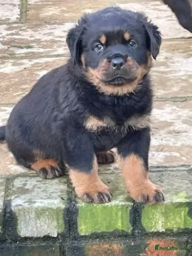 Bebezinho rottweiler brincalhão e saudável com saúde em dia
