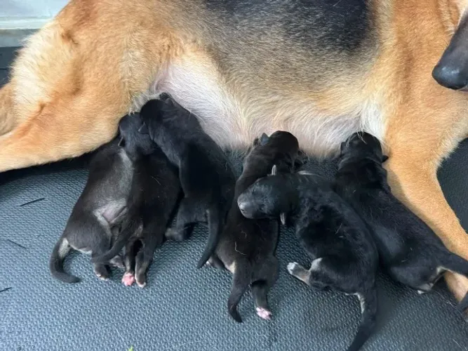 Cachorros pastor alemão ( filhotes )