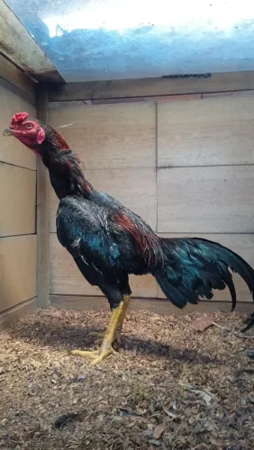 Frango