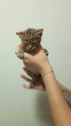 Gatinho filhote macho precisando de um lar