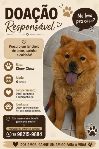 Doação Chow Chow 