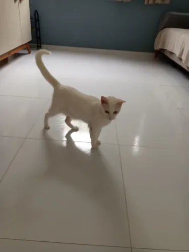 Gatinha para Adoção 