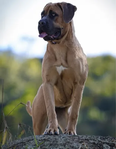 Filhotes de Cane Corso Italiano alto padrão 