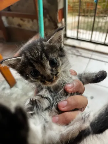 Gatinhos para doação 