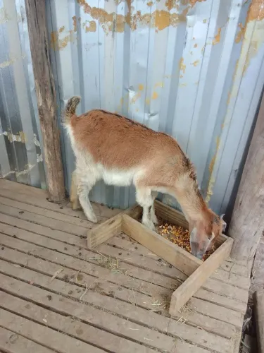Cabra 