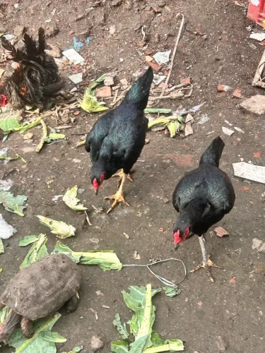 Galinhas caipiras