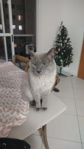 Adoção gato siamês blue point