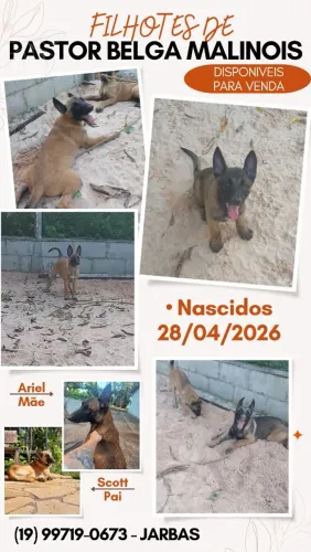 Filhotes dr Pastor Belga Malinois