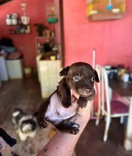 Vende-se Pinscher Macho 60 dias