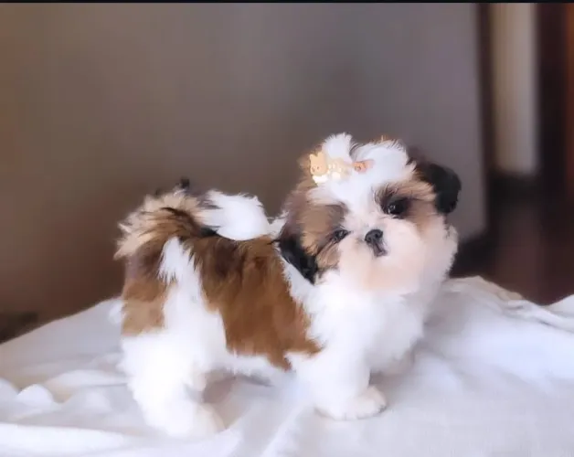 Fêmea shih Tzu 