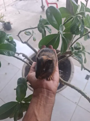 Porquinho da india filhote