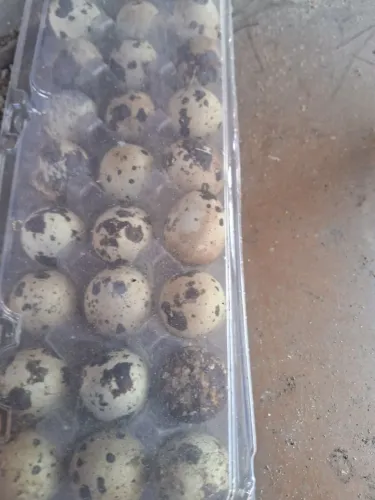 Ovos de codornas