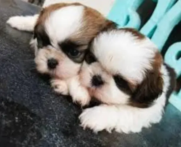 Shihtzu Filhotes Miniaturas Altamente Selecionados.