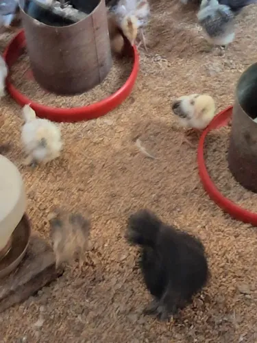Vendo pintinhos de Sedosa do Japão