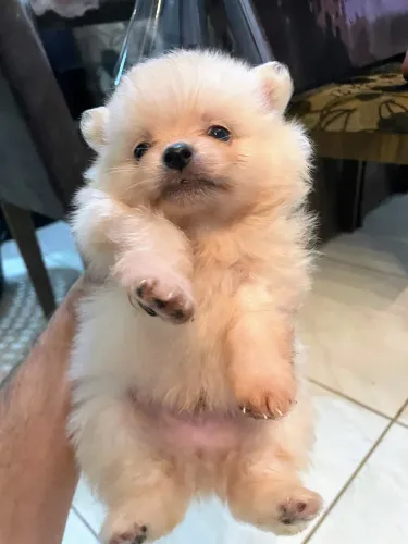 Spitz Alemão