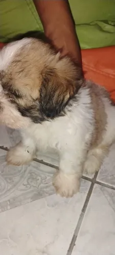 Cachorro