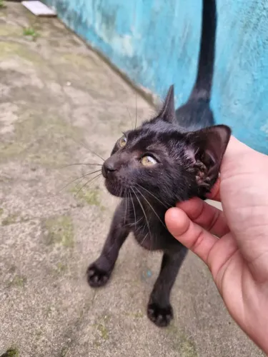 Gatinho pra adoção